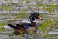 Kačička obojková - Aix sponsa - American Wood Duck