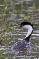 Potápka ostrozobá - Aechmophorus occidentalis - Western Grebe