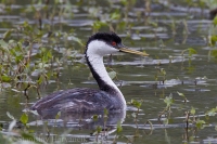 Potápka ostrozobá - Aechmophorus occidentalis - Western Grebe