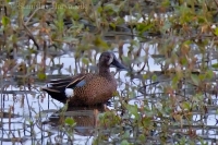 Kačica modrokrídla - Anas discors - Blue-winged Teal