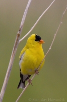 Stehlík zlatý - Carduelis tristis - American Goldfinch