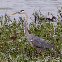 Volavka statná - Ardea herodias - Great Blue Heron