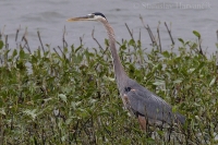 Volavka statná - Ardea herodias - Great Blue Heron