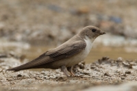 Lastovička skalná - Eurasian Crag Martin