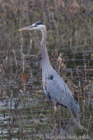 Volavka statná - Ardea herodias - Great Blue Heron