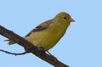 Stehlík zlatý - Carduelis tristis - American Goldfinch