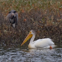 Pelikán biely - Pelecanus erythrorhynchos - American White Pelican