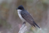 Postriežkar kráľovský - Tyrannus tyrannus - Eastern Kingbird