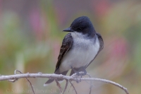Postriežkar kráľovský - Tyrannus tyrannus - Eastern Kingbird