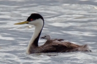 Potápka ostrozobá - Aechmophorus occidentalis - Western Grebe