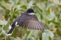 Postriežkar kráľovský - Tyrannus tyrannus - Eastern Kingbird