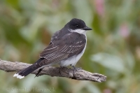 Postriežkar kráľovský - Tyrannus tyrannus - Eastern Kingbird