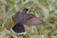 Postriežkar kráľovský - Tyrannus tyrannus - Eastern Kingbird
