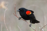 Vlhovec červenokrídly - Agelaius phoeniceus - Red-winged Blackbird