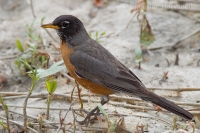 Drozd sťahovavý - Turdus migratorius - American Robin