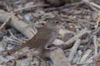 Oriešok domový - Troglodytes aedon - Northern House Wren 