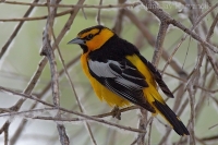 Trupial bielokrídly - Icterus bullockii - Bullock's Oriole