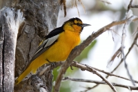 Trupiál bielokrídly - Icterus bullockii - Bullock's Oriole