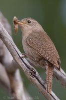 Oriešok domový - Troglodytes aedon - Northern House Wren