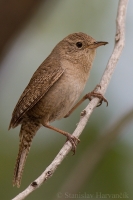 Oriešok domový - Troglodytes aedon - Northern House Wren