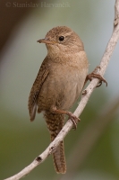 Oriešok domový - Troglodytes aedon - Northern House Wren