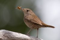 Oriešok domový - Troglodytes aedon - Northern House Wren