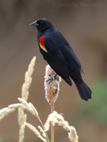 Vlhovec červenokrídly - Agelaius phoeniceus - Red-winged Blackbird