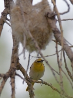 Trupiál bielokrídly - Icterus bullockii - Bullock's Oriole
