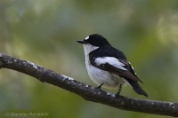 Muchárik čiernohlavý iberský - Pied Flycatcher