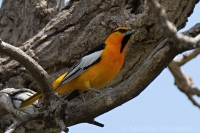 Trupiál bielokrídly - Icterus bullockii - Bullock's Oriole