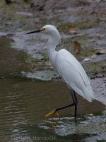Volavka žltoprstá - Egretta thula - Snowy Egret