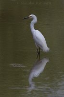 Volavka žltoprstá - Egretta thula - Snowy Egret