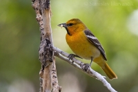 Trupiál bielokrídly - Icterus bullockii - Bullock's Oriole