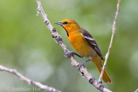 Trupiál bielokrídly - Icterus bullockii - Bullock's Oriole