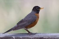 Drozd sťahovavý - Turdus migratorius - American Robin