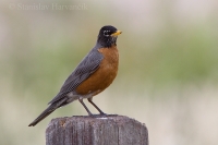 Drozd sťahovavý - Turdus migratorius - American Robin