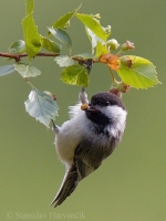 Sýkorka čiapočkatá - Poecile atricapillus - Black-capped Chickadee