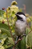 Sýkorka čiapočkatá - Poecile atricapillus - Black-capped Chickadee