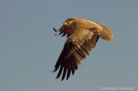 Orol iberský - Spanisch Imperial Eagle