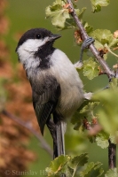 Sýkorka čiapočkatá - Poecile atricapillus - Black-capped Chickadee