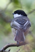 Sýkorka čiapočkatá - Poecile atricapillus - Black-capped Chickadee