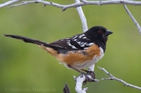 Strnádlik škvrnitý - Pipilo maculatus - Spotted Towhee