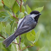 Sýkorka čiapočkatá - Poecile atricapillus - Black-capped Chickadee