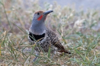 Vlikáč zlatý - Colaptes auratus - Northern Flicker