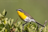 Ponôcka žltoprsá - Icteria virens - Yellow-breasted Chat