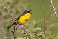 Ponôcka žltoprsá - Icteria virens - Yellow-breasted Chat