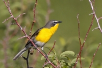 Ponôcka žltoprsá - Icteria virens - Yellow-breasted Chat