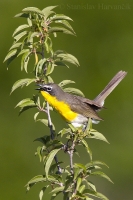 Ponôcka žltoprsá - Icteria virens - Yellow-breasted Chat