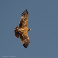 Orol iberský - Spanisch Imperial Eagle