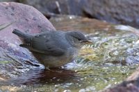 Vodnár tmavý - Cinclus mexicanus - American Dipper